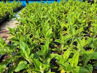 약초를사랑한짱아줌마님의 작성글 사진