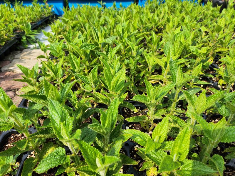 약초를사랑한짱아줌마님의 장터 판매 상품 [골뱅이형초석잠모종 72구 1판] 첨부 사진