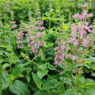 약초를사랑한짱아줌마님의 작성글 사진