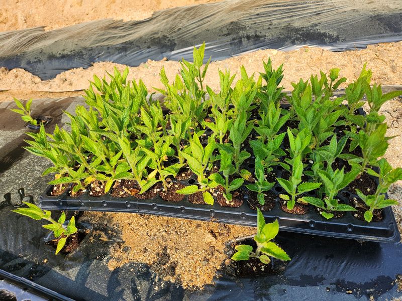 약초를사랑한짱아줌마님의 장터 판매 상품 [골뱅이형초석잠모종 72구 1판] 첨부 사진