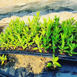 약초를사랑한짱아줌마님의 작성글 사진