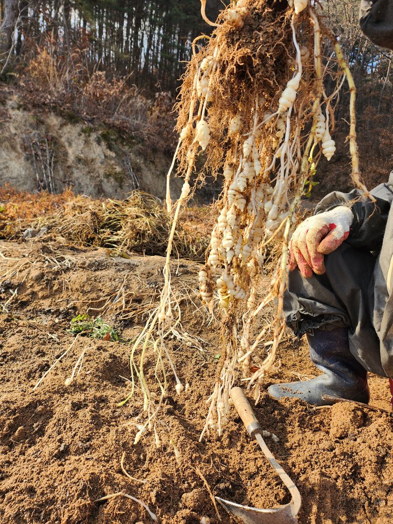 약초를사랑한짱아줌마님의 장터 판매 상품 [골뱅이형초석잠모종 72구 1판] 첨부 사진