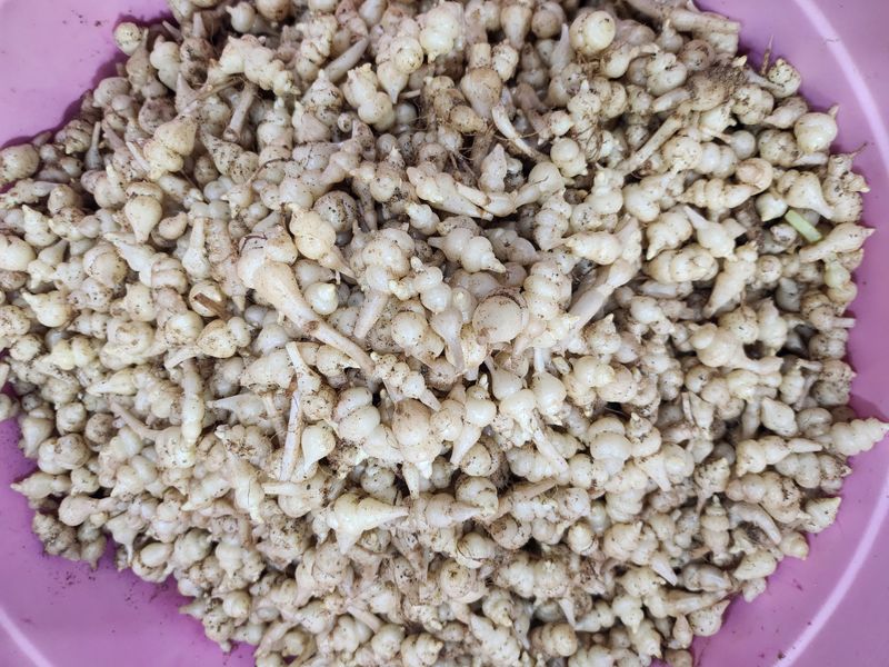 약초를사랑한짱아줌마님의 장터 판매 상품 [골뱅이형초석잠모종 72구 1판] 첨부 사진