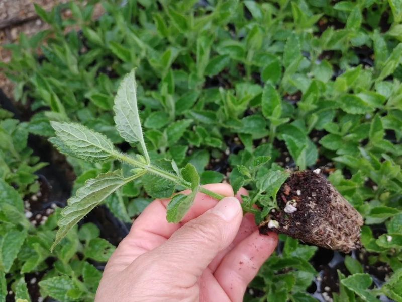 약초를사랑한짱아줌마님의 장터 판매 상품 [골뱅이형초석잠모종 72구 1판] 첨부 사진