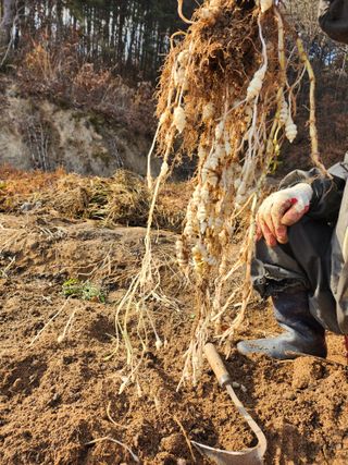 약초를사랑한짱아줌마님의 작성글 사진