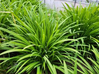 약초를사랑한짱아줌마님의 작성글 사진