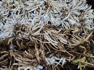 약초를사랑한짱아줌마님의 작성글 사진