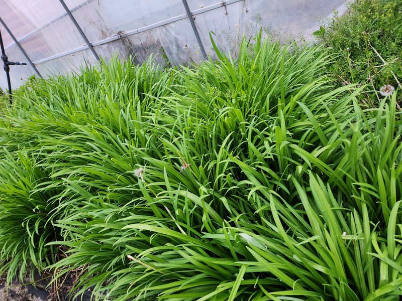 약초를사랑한짱아줌마님의 장터 판매 상품 [골뱅이형초석잠모종 72구 1판] 첨부 사진