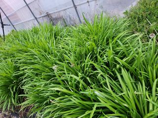 약초를사랑한짱아줌마님의 작성글 사진