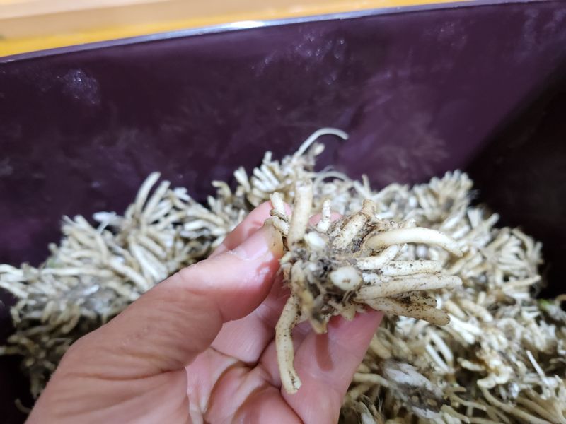 약초를사랑한짱아줌마님의 장터 판매 상품 [골뱅이형초석잠모종 72구 1판] 첨부 사진