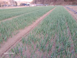 구운산장님의 자유주제 · 자유게시판 작성글 사진