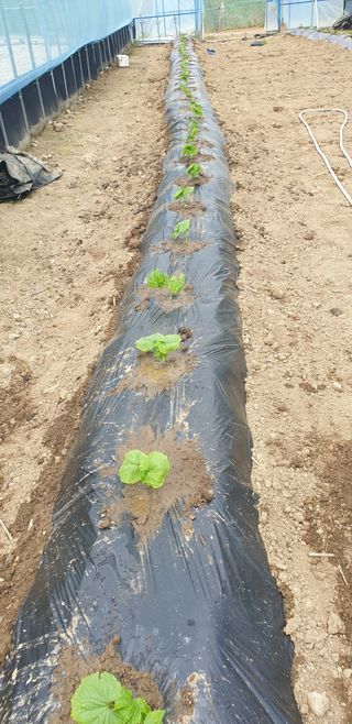 밤가시 여주농장님의 자유주제 · 자유게시판 작성글 사진