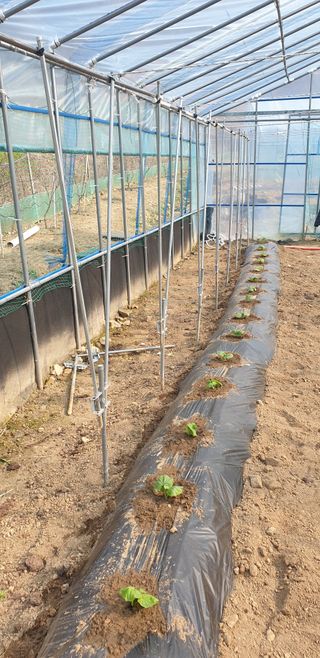 밤가시 여주농장님의 자유주제 · 자유게시판 작성글 사진