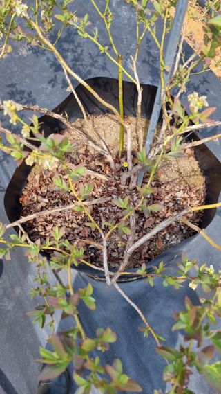 앙꼬르 블루베리님의 자유주제 · 자유게시판 작성글 사진