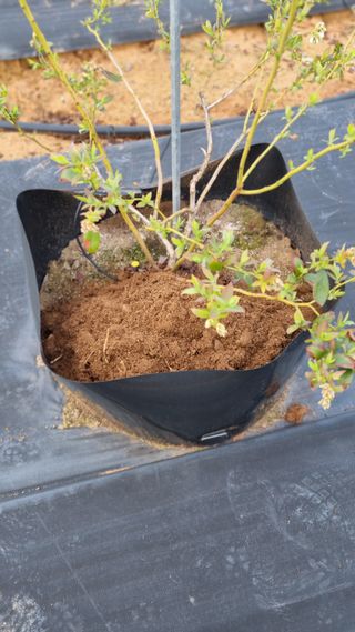 앙꼬르 블루베리님의 자유주제 · 자유게시판 작성글 사진