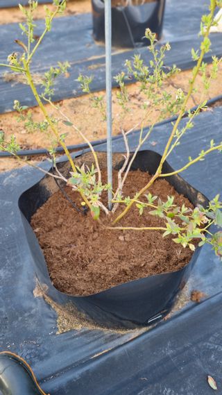 앙꼬르 블루베리님의 자유주제 · 자유게시판 작성글 사진