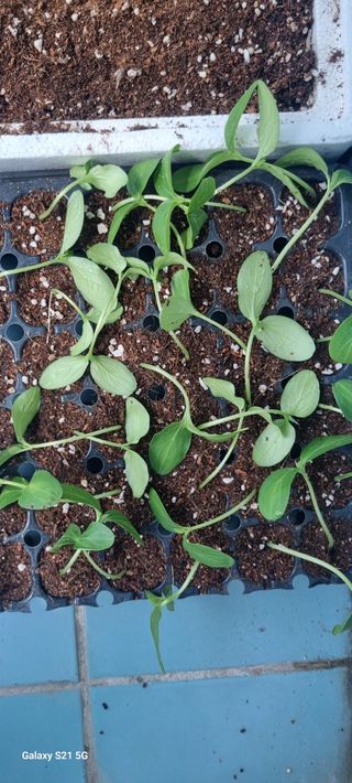 벤틀리 님의 오이 · 영농일지 작성글 사진