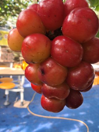 포도님의 포도 · 자유게시판 작성글 사진