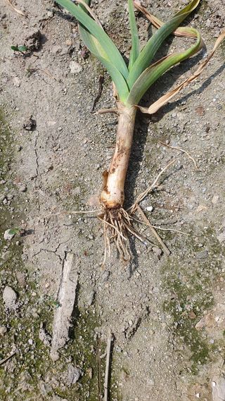 김강호님의 마늘 · 병해충상담 작성글 사진