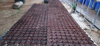 고동옥님의 배 · 영농일지 작성글 사진