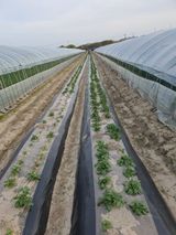 팜모닝 감자·병해충상담 게시글 이미지