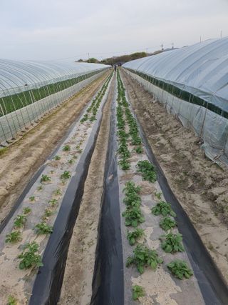 초 농이님의 감자 · 병해충상담 작성글 사진