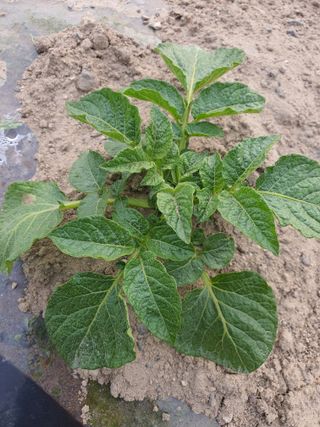 초 농이님의 감자 · 병해충상담 작성글 사진