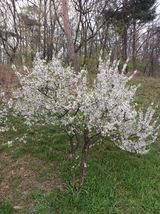 팜모닝 자두·영농일지 게시글 이미지