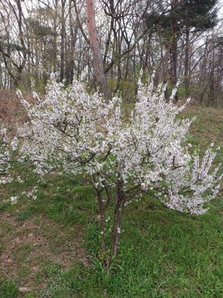 추녹이님의 자두 · 영농일지 작성글 사진