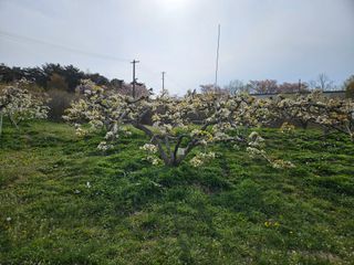 장양농원6606님의 배 · 영농일지 작성글 사진