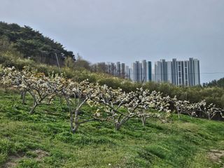 장양농원6606님의 배 · 영농일지 작성글 사진