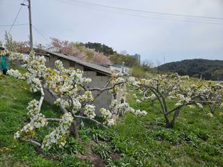 장양농원6606님의 배 · 영농일지 작성글 사진