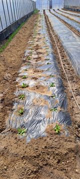 팜모닝 배추·영농일지 게시글 이미지