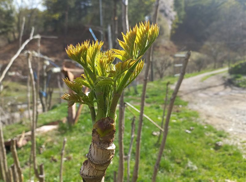 조영순(바른두릅)님의 장터 판매 상품 [강원 홍천 참두릅.개두릅1kg] 첨부 사진