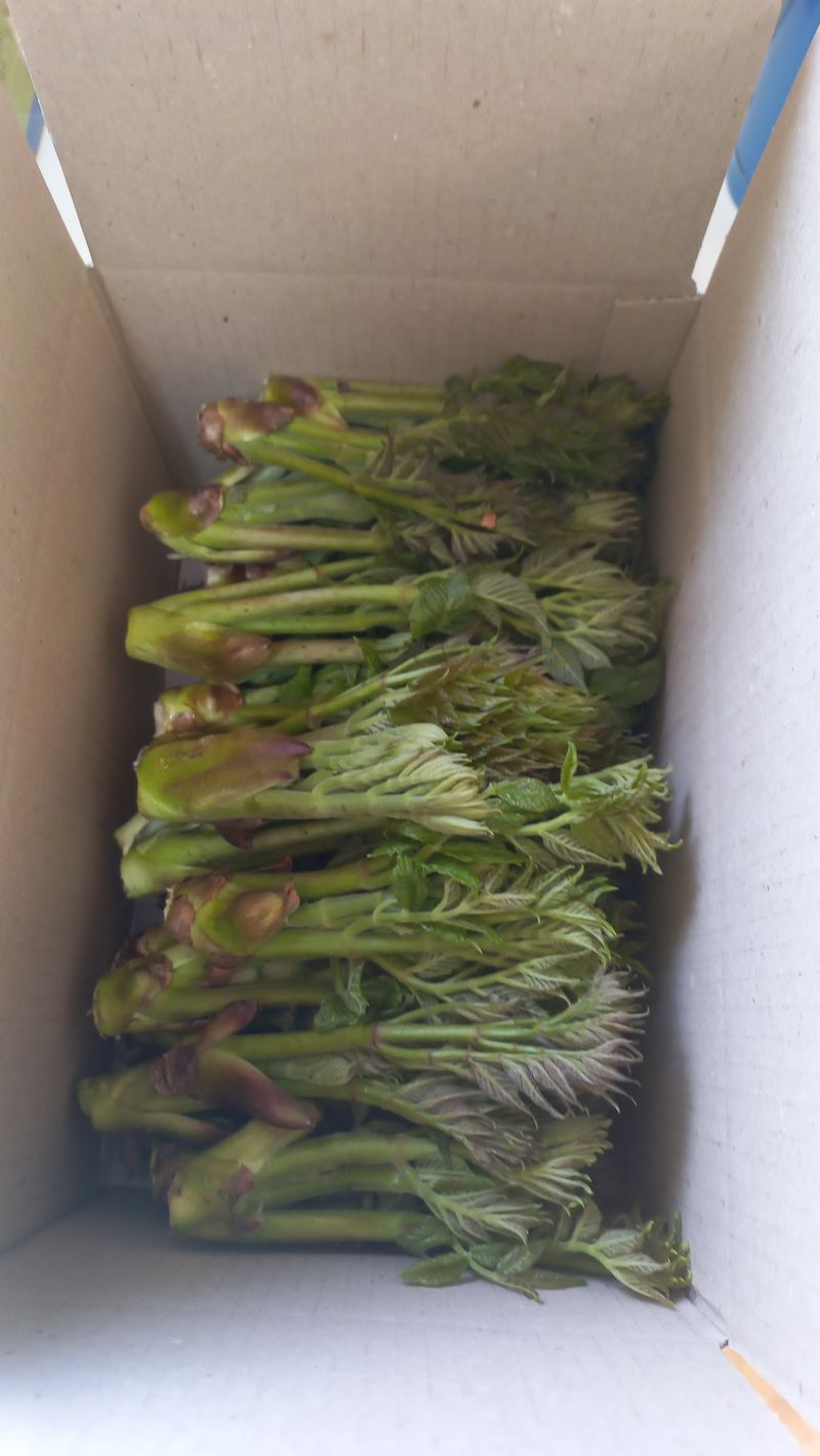 조영순(바른두릅)님의 장터 판매 상품 [강원 홍천 참두릅.개두릅1kg] 첨부 사진