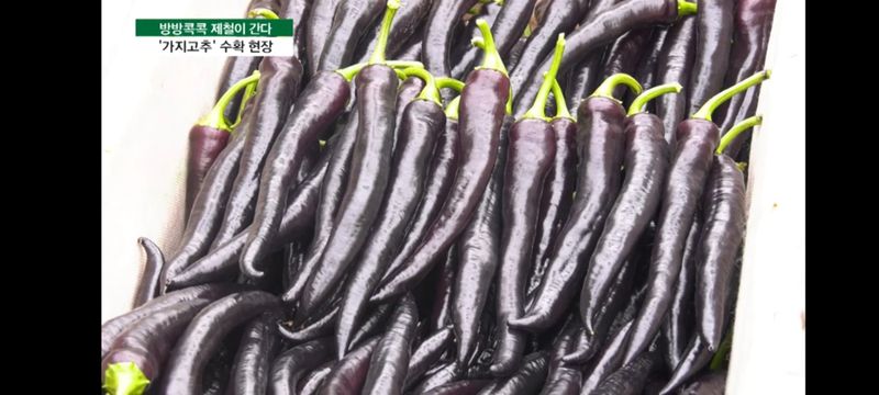 장터 상품 [미인보라풋고추(가지고추)1kg] 썸네일