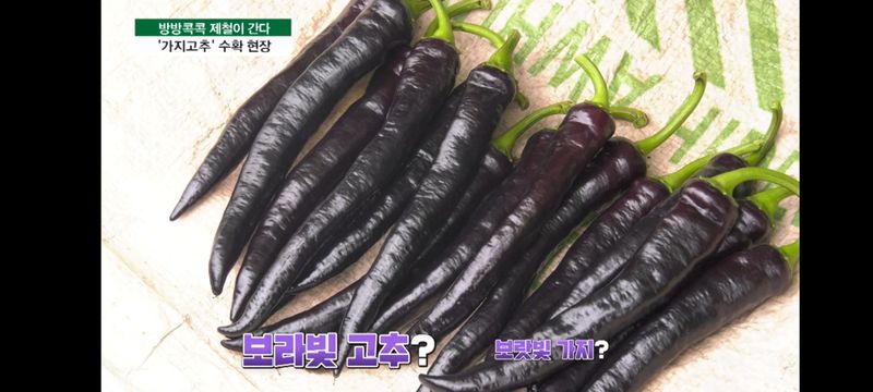박광재님의 장터 판매 상품 [미인보라풋고추(가지고추)1kg] 첨부 사진