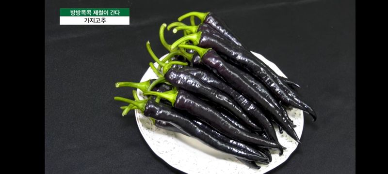 박광재님의 장터 판매 상품 [미인보라풋고추(가지고추)1kg] 첨부 사진