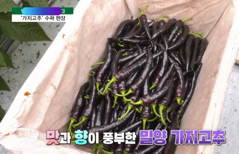 박광재님의 장터 판매 상품 [미인보라풋고추(가지고추)1kg] 첨부 사진