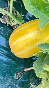 팜모닝 기타작물·병해충상담 게시글 이미지