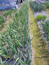 팜모닝 자유주제·자유게시판 게시글 이미지