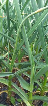 팜모닝 마늘·병해충상담 게시글 이미지