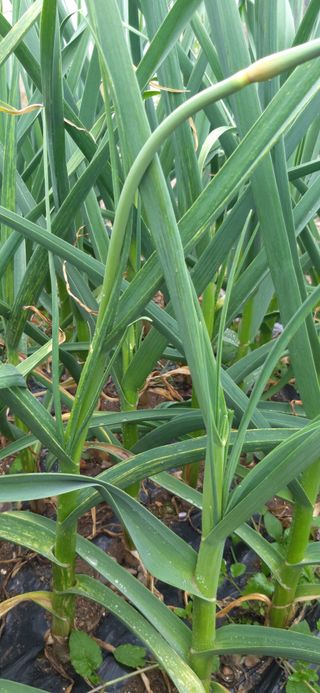 김문경님의 마늘 · 병해충상담 작성글 사진