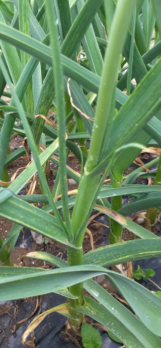 김문경님의 마늘 · 병해충상담 작성글 사진