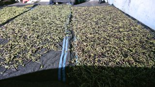 늘푸른농장님의 작성글 사진