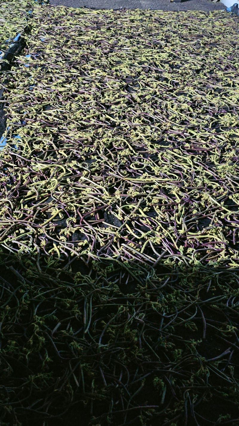 늘푸른농장님의 장터 판매 상품 [자연산 건고사리 650g 한근 주문 받아용 품절입니다 이용해주셔서 감사합니다] 첨부 사진