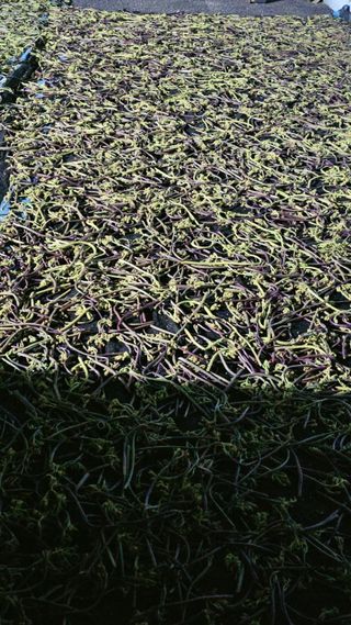 늘푸른농장님의 작성글 사진