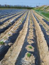 팜모닝 자유주제·자유게시판 게시글 이미지