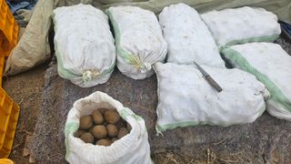 요리하는 농부님의 감자 · 영농일지 작성글 사진