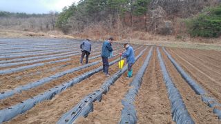 요리하는 농부님의 감자 · 영농일지 작성글 사진